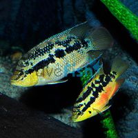 Salvini Super Red Cichlid - Rio 3.5cm