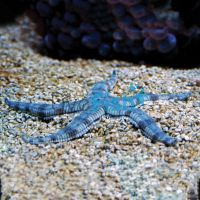Sand Sifting Starfish - Medium