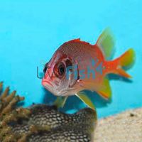 Tail-Spot Squirrelfish - Large