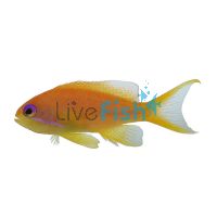 Female Lyretail Anthias - Medium
