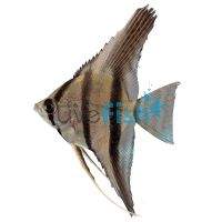 Scalare Angelfish - Rio Nanay 4.5cm