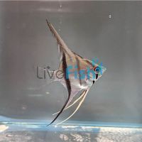 Scalare Angelfish Colombia - Wild Caught 4.5cm