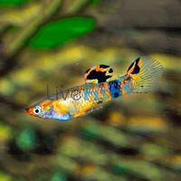 Scarlet Livebearer 3cm