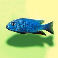 Electric Blue 8cm