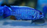 Electric Blue 10cm