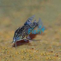 Barbatus Corydoras 2cm 
