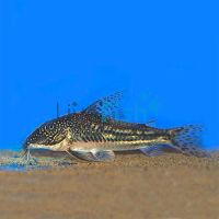 Barbatatus Corydoras 3cm