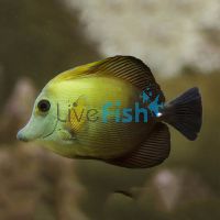 Scopas Tang - Small