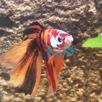 Select Betta HM Candy-Galaxy 4cm