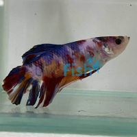 Select Male Giant Fancy Betta 7cm