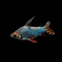 Flagtail Prochilodus Silver - Wild Caught 4cm