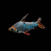 Flagtail Prochilodus Silver - Wild Caught 15cm