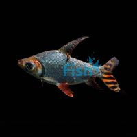 Flagtail Prochilodus Silver - Wild Caught 5cm 