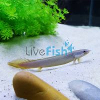 Senegal Bichir 8cm