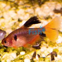 Serpae Tetra Longfin 3cm 