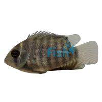 Severum Blue 5cm