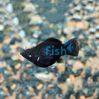 Male Black Sailfin Molly 6.5cm