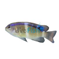 Damselfish Rock - Medium