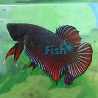 Assorted Shortfin Male Fighter 5cm