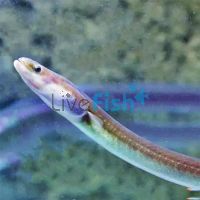 Short Finned Eel 15cm