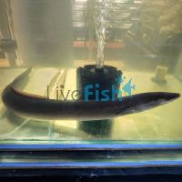 1x Short Fin Eel 60cm