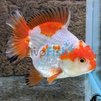 Short Tail Oranda 12cm