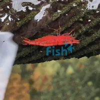 Shrimp - Fire Red 2cm