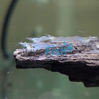Shrimp - Caridina Darwin Algae 1cm