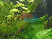 Long Ar- Medium Black Freshwater Shrimp Macrobrachium Jardini 6cm