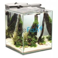 Tank And Fish Bundle