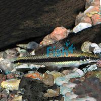 Siamese Flying Fox - Algae Eater 12cm