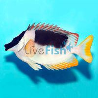 Magnificent Rabbitfish - XLarge