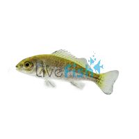 Silver Perch 4cm