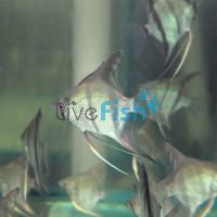 Silver Angelfish 4.5cm