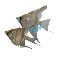 Silver Blue Angel Fish 4.5cm