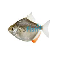 Silver Dollar 4cm