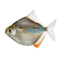 Silver Dollar 9cm 