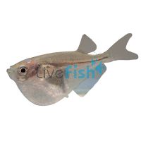 Silver Hatchet Fish 3cm 