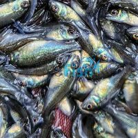 24x Silver Perch 4-5cm