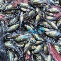 60x Silver Perch 2.5-3cm