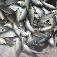 500x Silver Perch 3-4cm