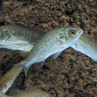 30 x Silver - Perch 6cm