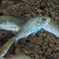 Silver Perch 9cm