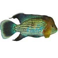 Silver Saum - White Edged 4cm