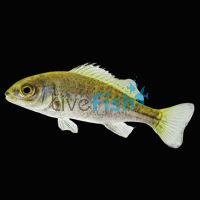 Silver Perch 7cm