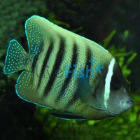 Six Banded Angelfish - Large