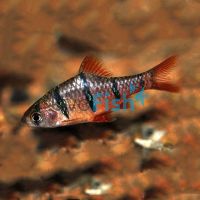 Six Banded Barb 3cm