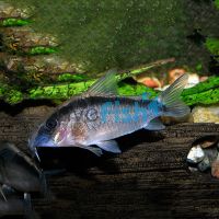 Cory Arcuatus Skunk - Wild Caught 4cm 