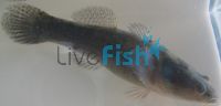 Sleepy Cod 15cm