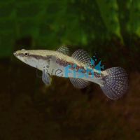 Sleepy Cod 6cm